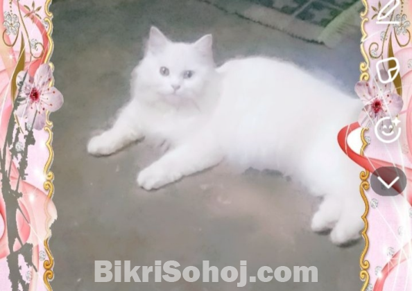 Turkish angora persian cat